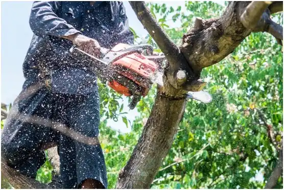 tree services Spring Hill